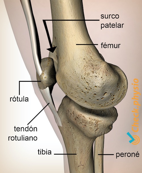 rodilla cara patelar del fémur surco de la rótula 