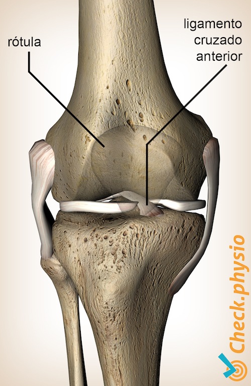 menisco de rodilla frontal