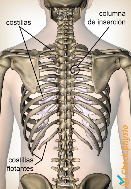 costillas vista posterior costillas flotantes en espalda unión