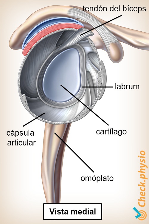 hombro articulación del labrum vista lateral