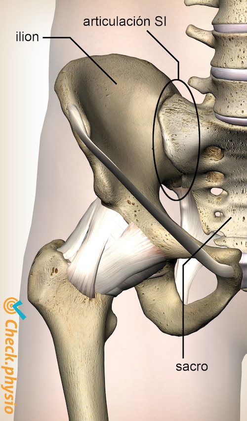 pelvis articulación SI