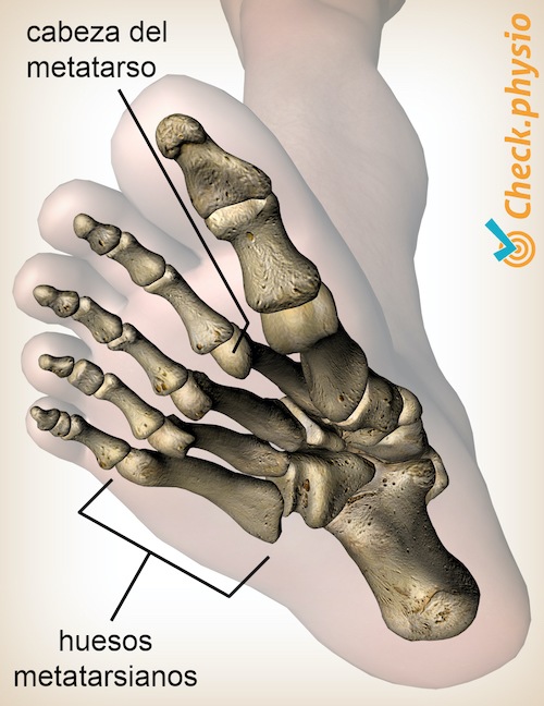 pie cabeza de los metatarsianos anatomía vista inferior