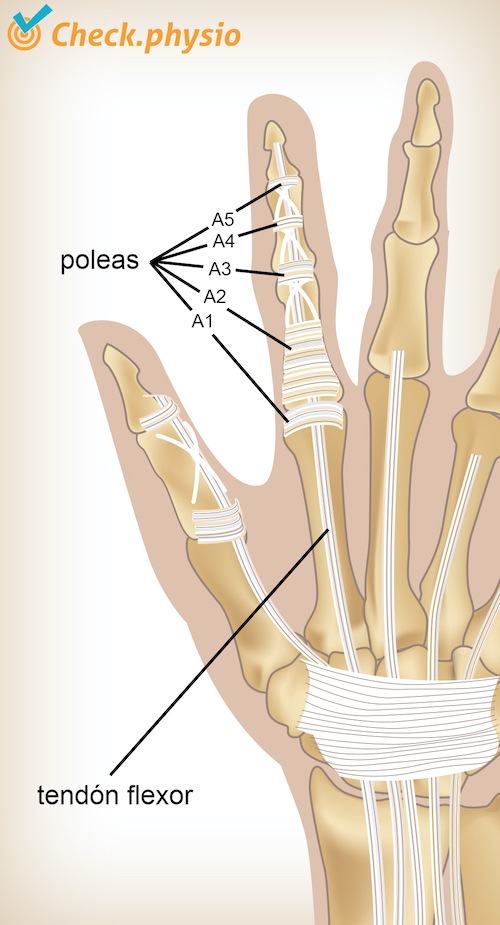 mano poleas de mano